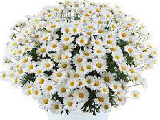 Однолетние растения Аргирантемум Everest White черенок 15 грн